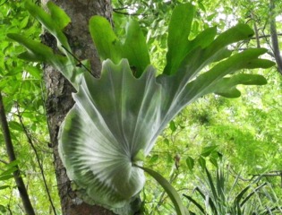 Platycerium grande dans son milieu naturel