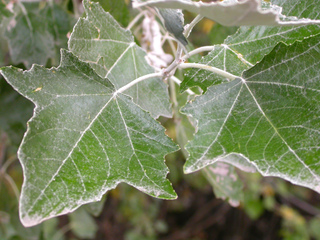 Peuplier blanc - Populus alba (feuilles)