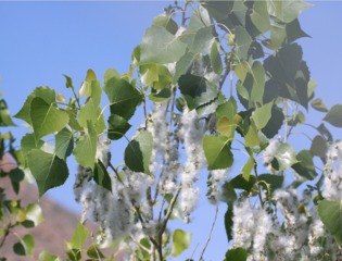 Chatons et pollen de peuplier (Populus deltoides)