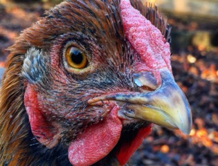 Crête et barbillons de la poule