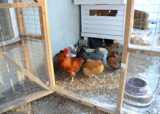 Poules en hiver