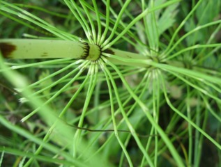Equisetum arvense - Prêle des champs