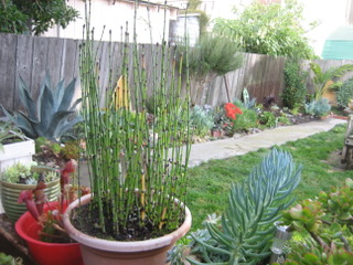 Prêle décorative - Equisetum hyemale en pot