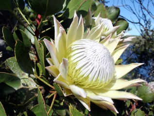 Protea cynaroides blanche