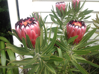 Protea neriifolia