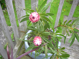 Protéa en pot sur un balcon