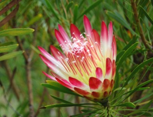 Protea repens