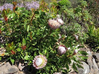 Protea cynaroides dans une rocaille