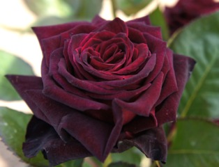 Rose 'Black Baccara'
