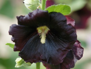 Rose trémière noire (Althea rosea nigra)