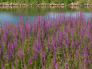 Salicaire (Lythrum salicaria) au bord d'un étang