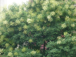 Sophora japonica en fleurs