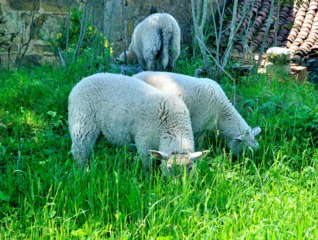 Tonte d'une pelouse sauvage par des moutons