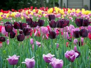 Tulipe 'Queen of the Night'