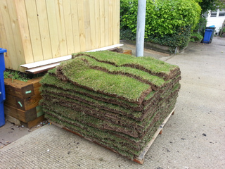 Zoysia en plaques, prêt à poser