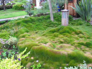 Zoysia, gazon des Mascareignes (aspect naturel, non tondu)