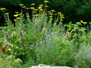 Achillea filipendulina 'Cloth of Gold'