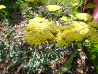 Achillea filipendulina