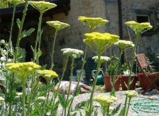 Achillée eupatoire ou filipendule : fleurs et feuillage