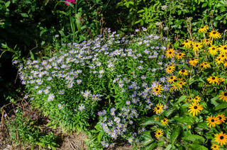 Boltonia asteroides var. latisquama 'Nana'