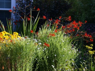 Boltonia, rudbeckia et crocosmia