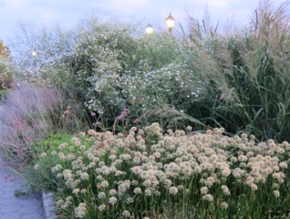 Boltonia 'Snowbank' en fond de massif