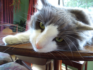 Chat en confiance