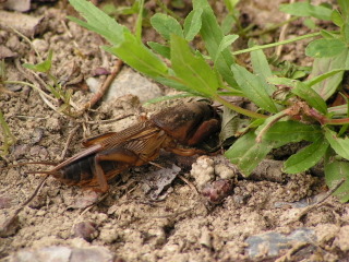 Courtilière