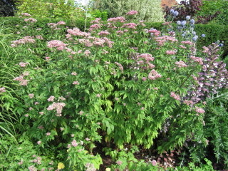 Eupatorium cannabinum