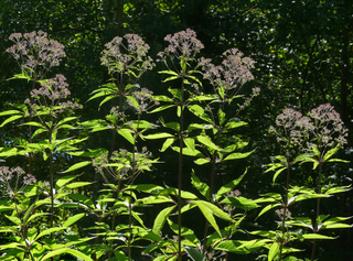 Eupatorium fistulosum
