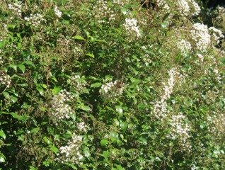 Eupatorium ligustrinum