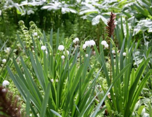 Leucojum aestivum 'Gravetye Giant'
