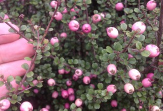 Lophomyrtus ralphii - Baies