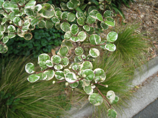 Lophomyrtus ralphii