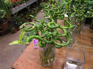 Lucky bambou, Dracaena sanderiana