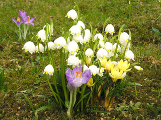 Nivéole de printemps et crocus
