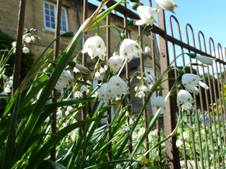 Leucojum aestivum, nivéole d'été