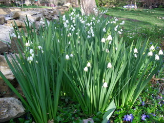 Leucojum aestivum, nivéole d'été