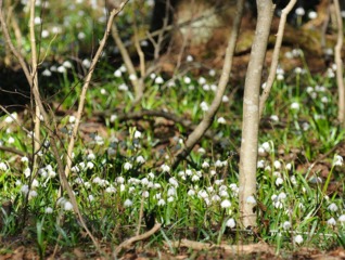 Nivéole de printemps en sous-bois clair