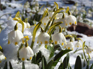 Leucojum vernum, nivéole de printemps