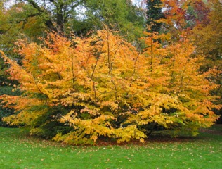 Parrotia persica en automne, port en cépée