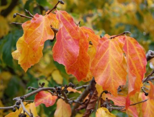 Parrotia persica, feuillage d'automne