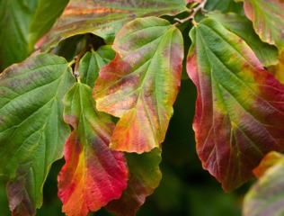 Parrotia persica - Feuillage d'automne