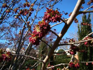 Parrotia persica - Floraison