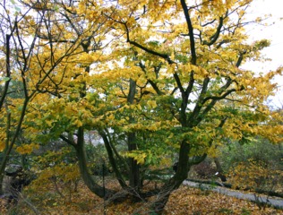 Parrotia persica : port naturel (tronc multiple)