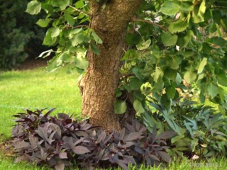 Patate douce décorative au pied d'un arbre