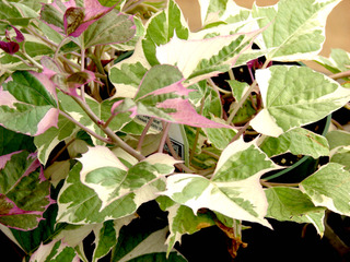 Ipomoea batatas à feuillage panaché