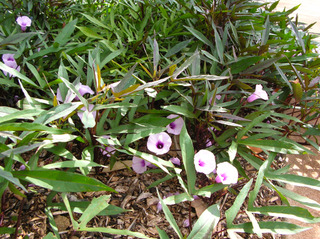 Patate douce, Ipomoea batatas : floraison