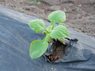 Poire de terre : plantation