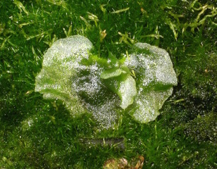 Prothalle de fougère (Dicksonia antarctica)